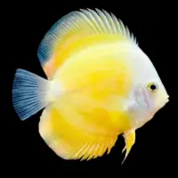 Yellow Discus – Medium Size (8cm+)