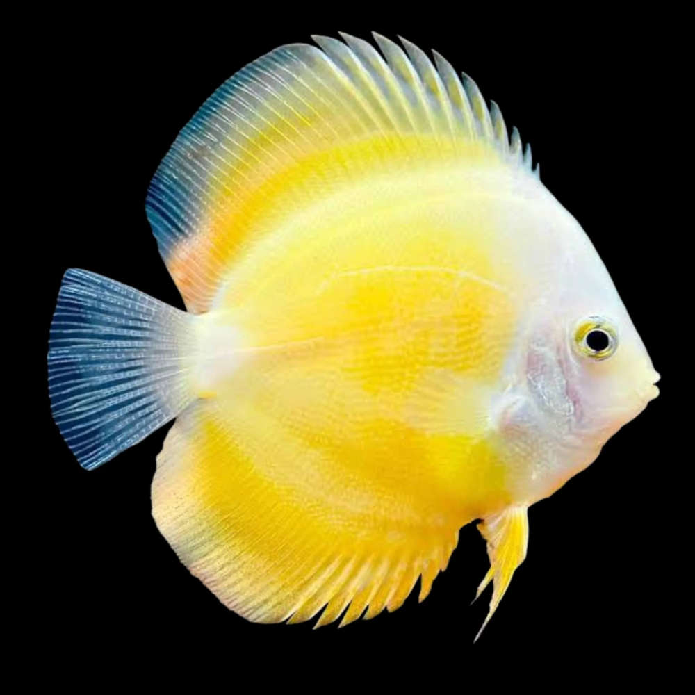 Yellow Discus – Medium Size (8cm+)