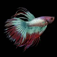 Betta Crowntail  - Grade B