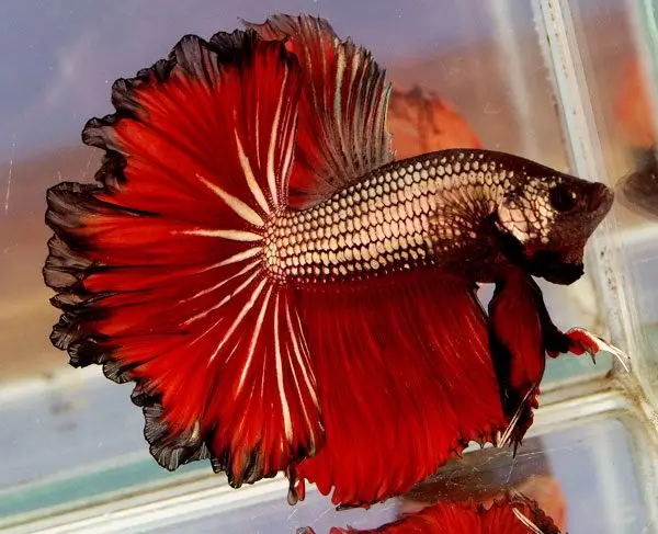 Betta Rosetail Red Tail