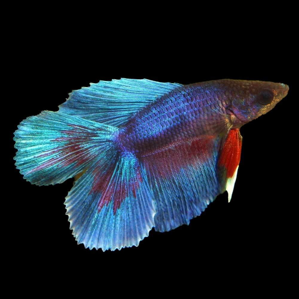 Betta Doubletail (Betta splendens)