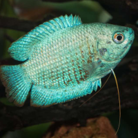 Blue Dwarf Gourami (Trichogaster lalius)