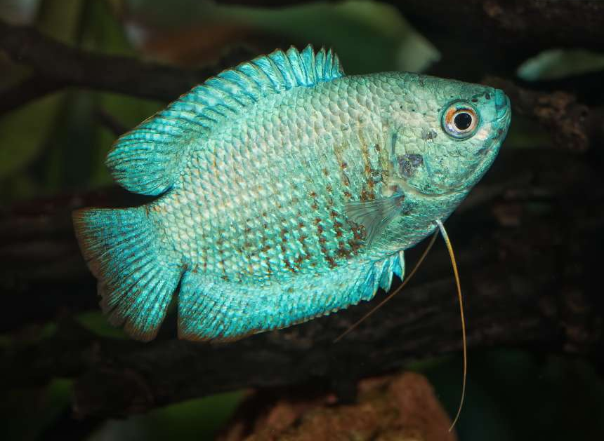 Blue Dwarf Gourami (Trichogaster lalius)