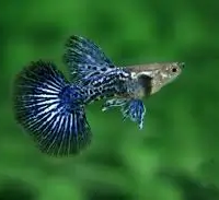 Guppy