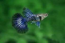 Blue Snakeskin Dragon Guppy
