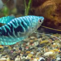 Opaline Gourami (Trichogaster trichopterus) 