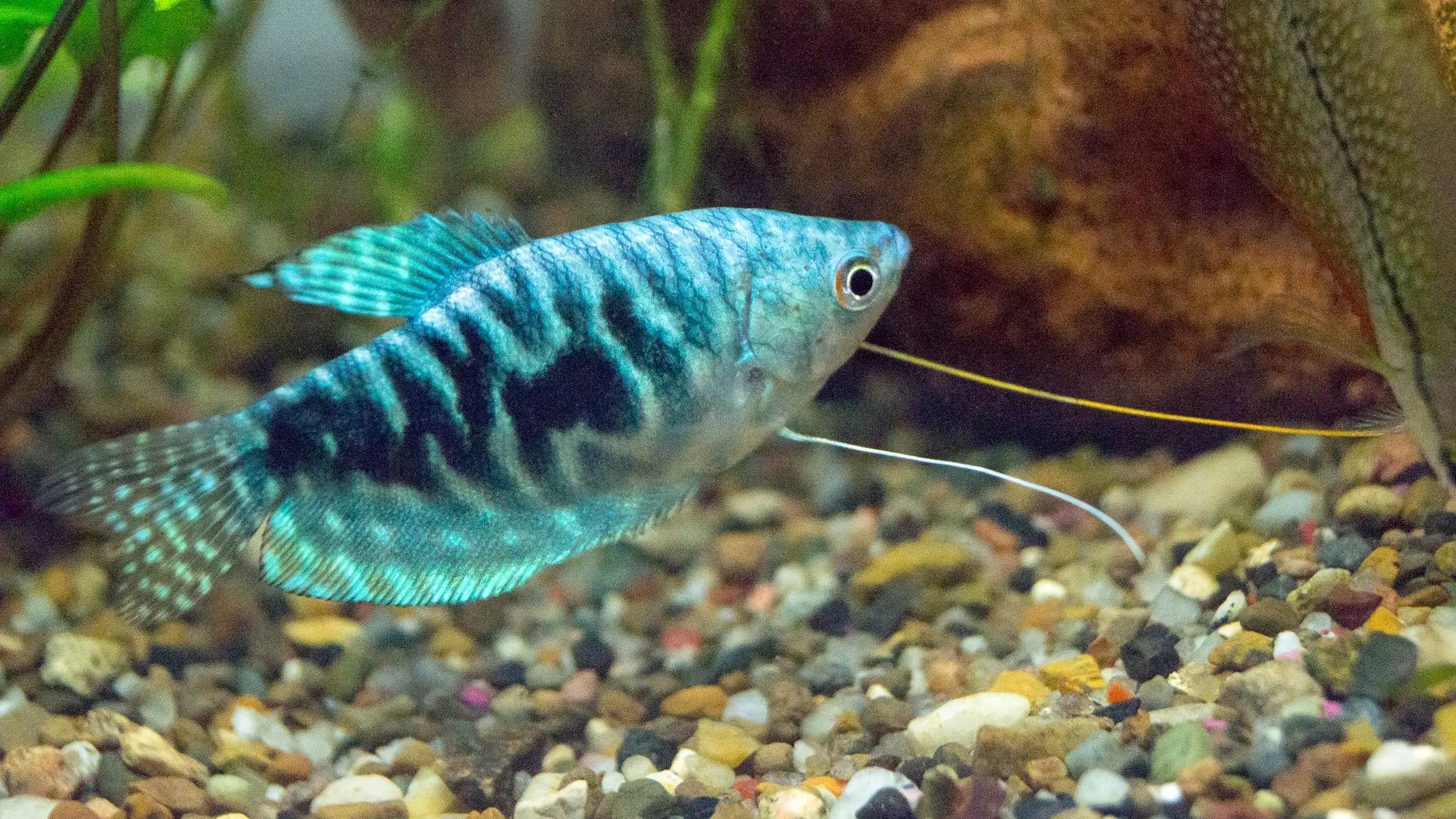 Marble Opaline Gourami