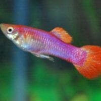 Pink Guppy Male (Poecilia reticulata)