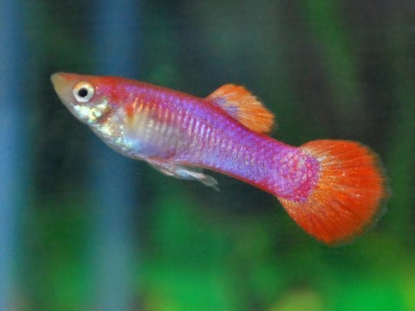 Pink Guppy Male (Poecilia reticulata)