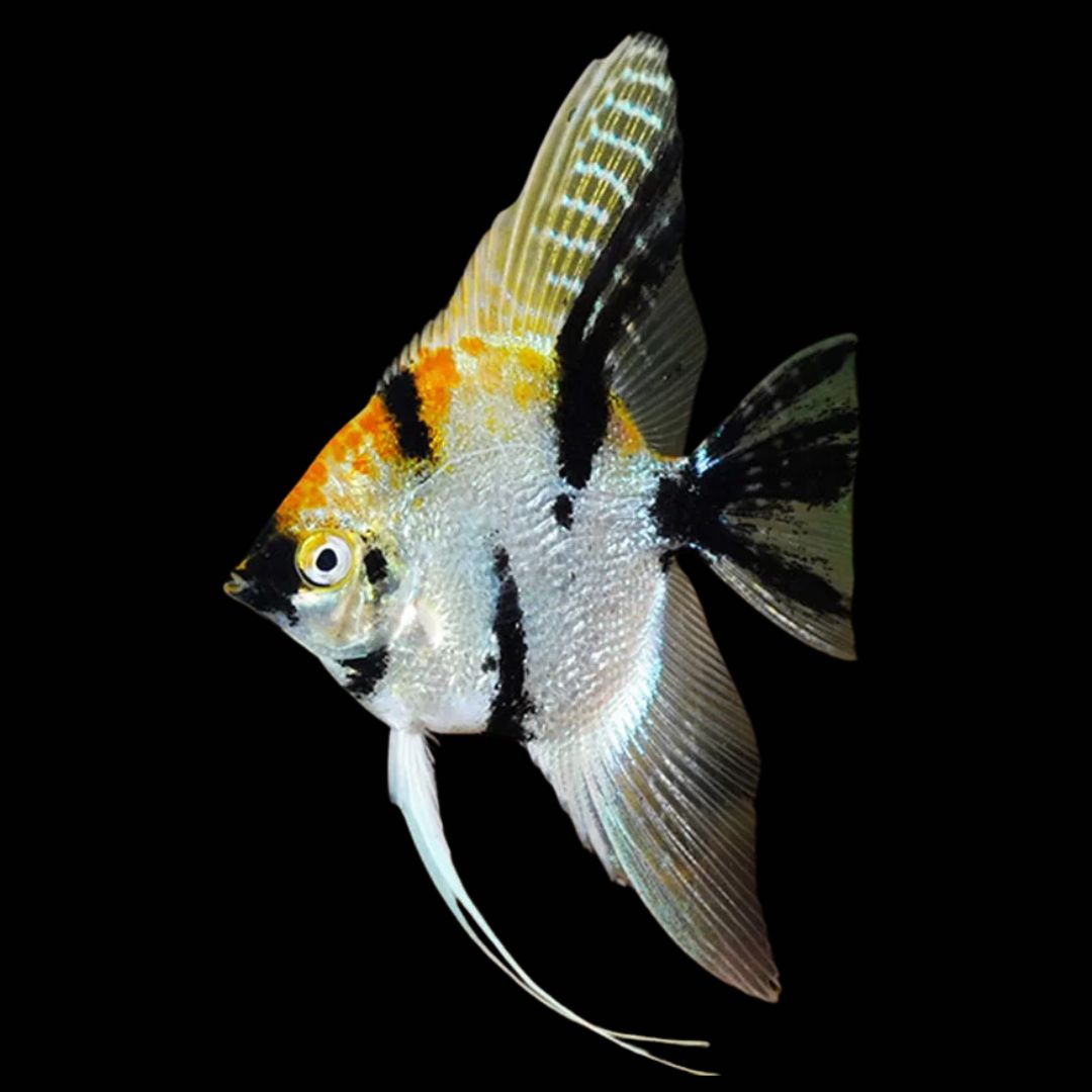 Tricolor Angelfish (Pterophyllum scalare)