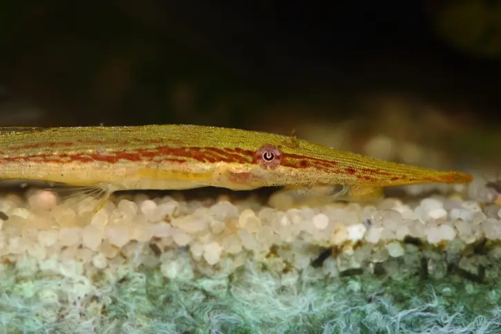 Acestridium Dichromum