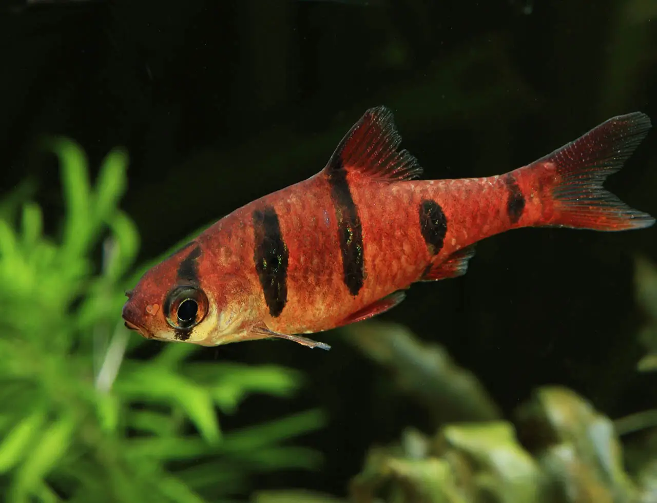 Barbus (Barbodes) pentazona – Five-Banded Barb