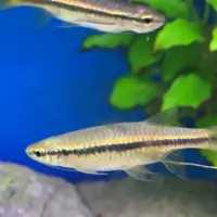 Indian Flying Barb (Esomus danricus)