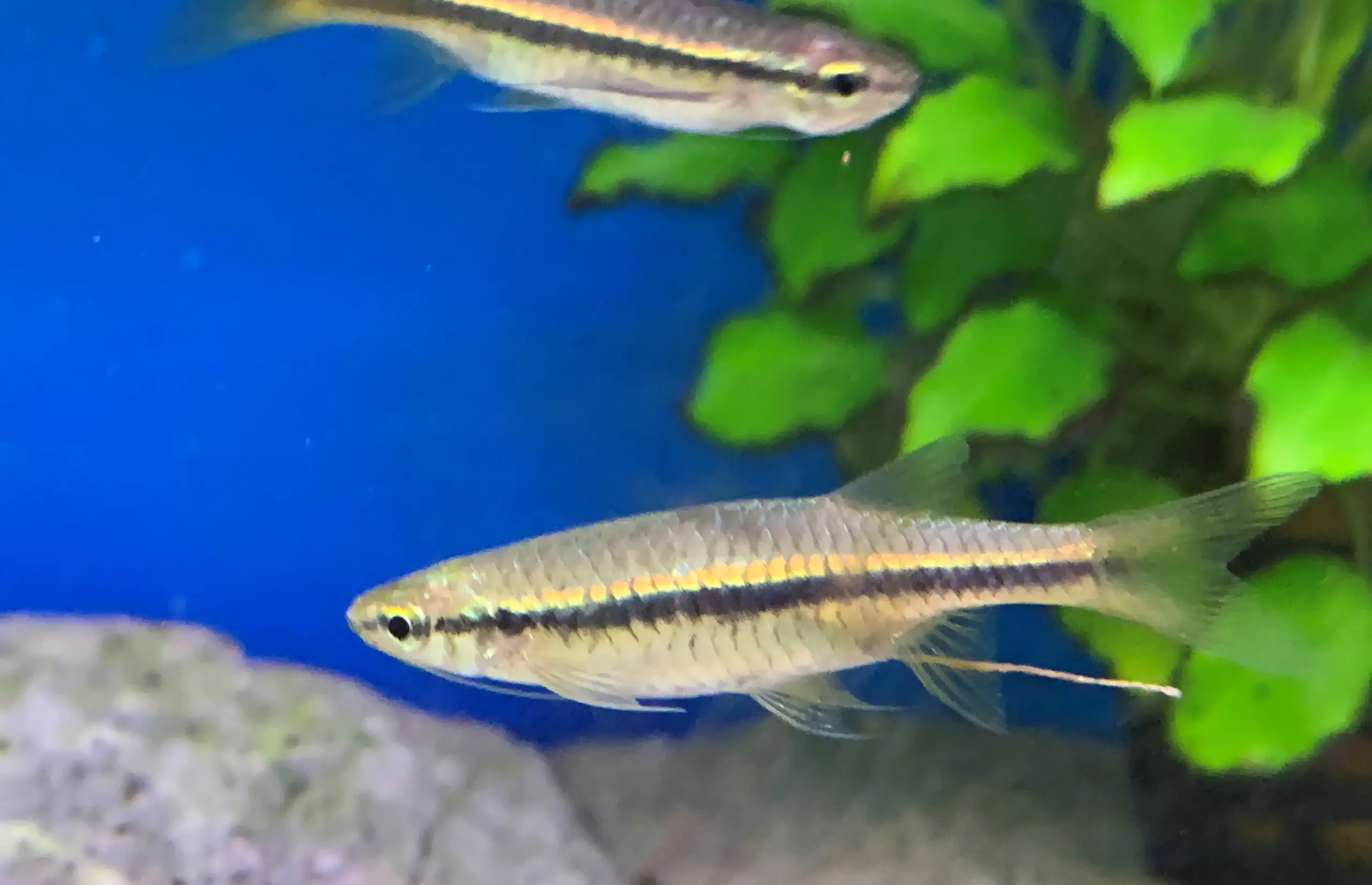 Indian Flying Barb (Esomus danricus)