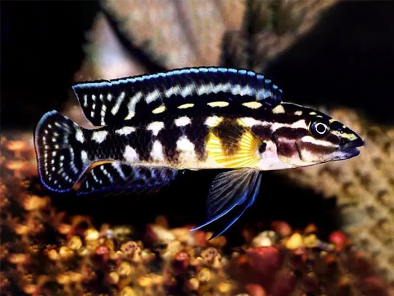 Masked Julie ( Julidochromis Transcriptus )