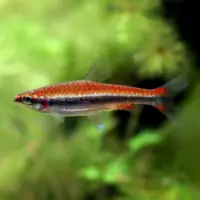 Nannostomus beckfordi – Golden Pencilfish