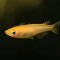 Oryzias latipes “Orange” – Japanese Ricefish (Medaka)