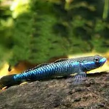 Stiphodon sp. undio blue