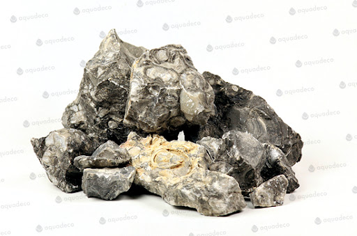 Black Snail Stone – Natural Fossil Stone with White Dot Snail Impressions