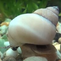 White Wizard Snail (Filopaludina martensi)