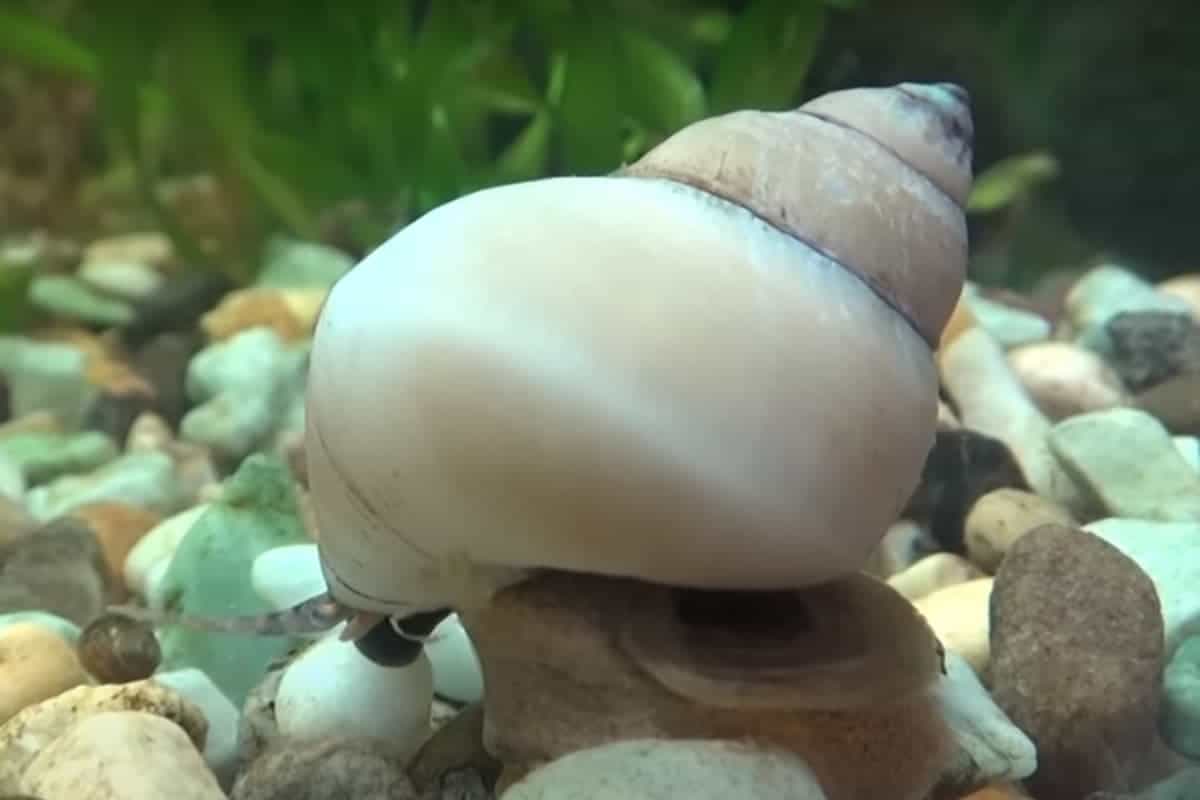 White Wizard Snail (Filopaludina martensi)