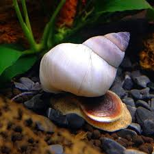 White Wizard Snail (Filopaludina sp.)
