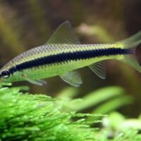 Siamese Algae Eater – Crossocheilus oblongus