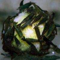 Green Jade Shrimp (Neocaridina davidi)