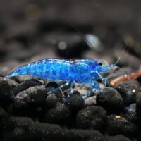 Neocaridina Davidi Blue Velvet Shrimp