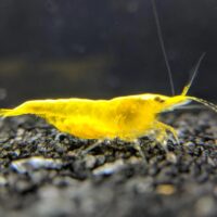 Yellow Cherry Shrimp (Neocaridina heteropoda)