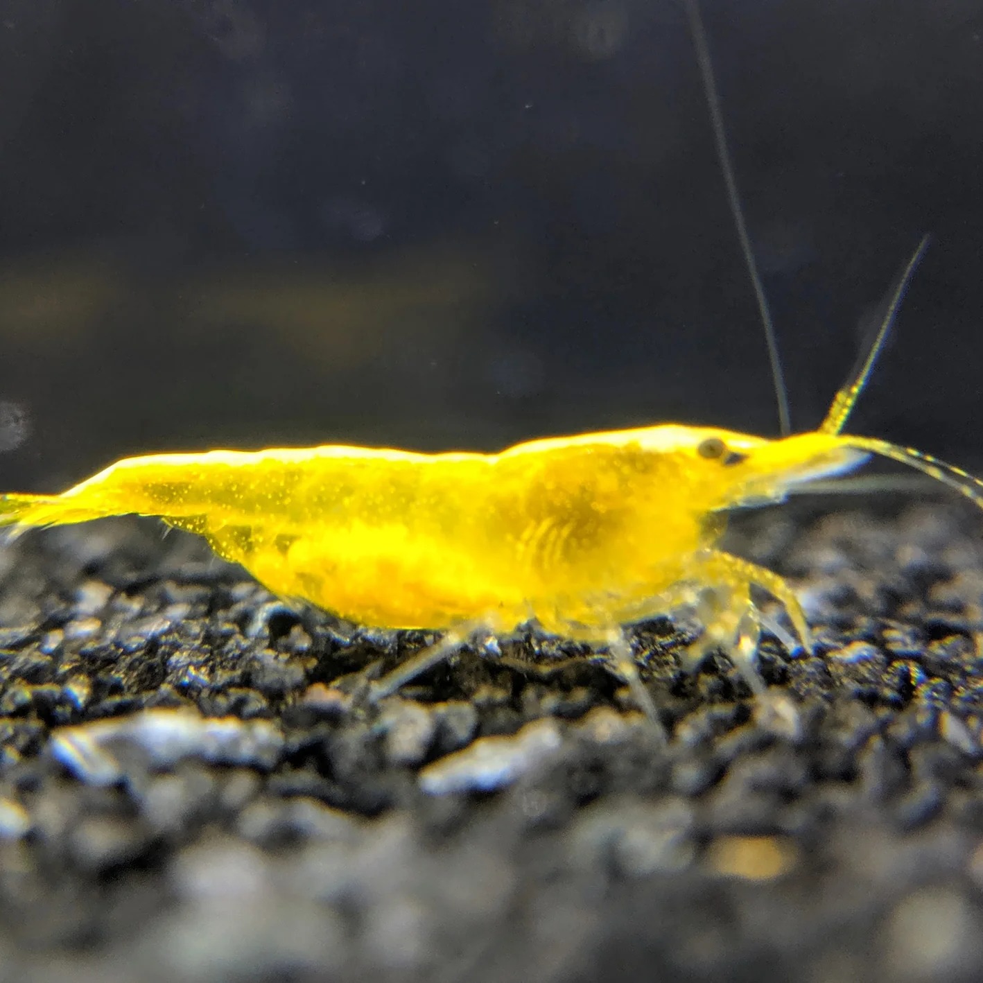 Yellow Cherry Shrimp (Neocaridina heteropoda)