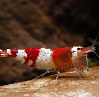 Crystal Red Shrimp ( Caridina logemanni )