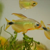 Raccoon Tetra (Hyphessobrycon procyon)