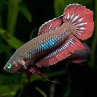 Claret Betta (Betta coccina)