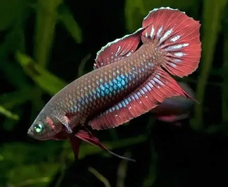 Claret Betta (Betta coccina)