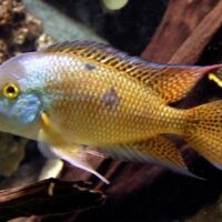 Nicaraguan Cichlid (Hypsophrys nicaraguensis)