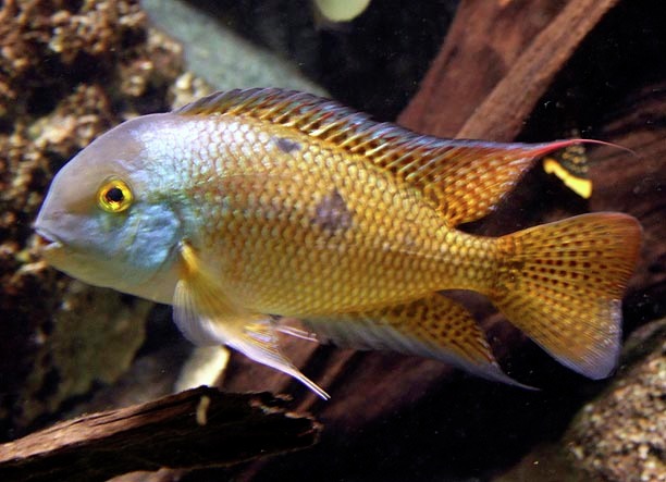 Nicaraguan Cichlid (Hypsophrys nicaraguensis)