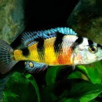 Haplochromis Obliquidens Cichlid
