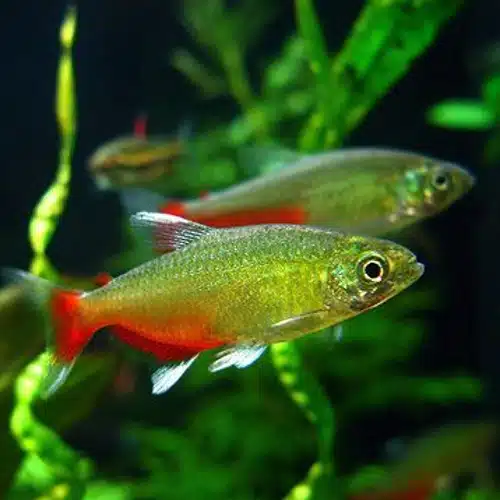 Rathbun's Bloodfin Tetra (Aphyocharax rathbuni)