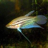 Croaking Gourami (Trichopsis vittatus)