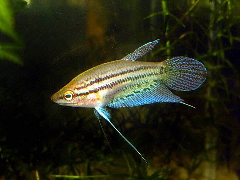 Croaking Gourami (Trichopsis vittatus)