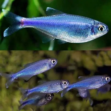 Blue Tetra (Boehlkea fredcochui)