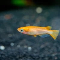 Japanese Ricefish (Medaka)