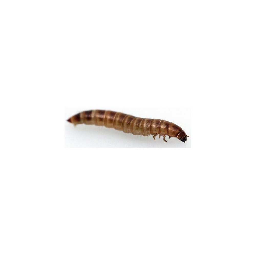 Stoffels Buffalo Worms (Alphitobius diaperinus) – (50 ml)