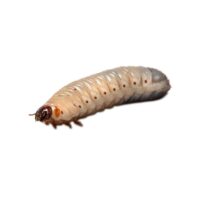 Stoffels Rose Beetle Larvae (Pachnoda marginata) – Feeder Pack (10 pcs)