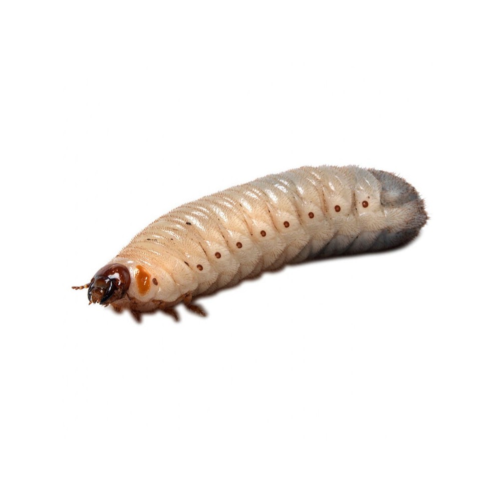Stoffels Rose Beetle Larvae (Pachnoda marginata) – Feeder Pack (10 pcs)
