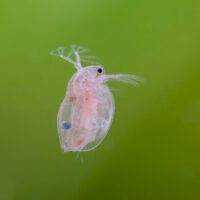 Daphnia (Water Fleas) – 45 ml Live Fish Food