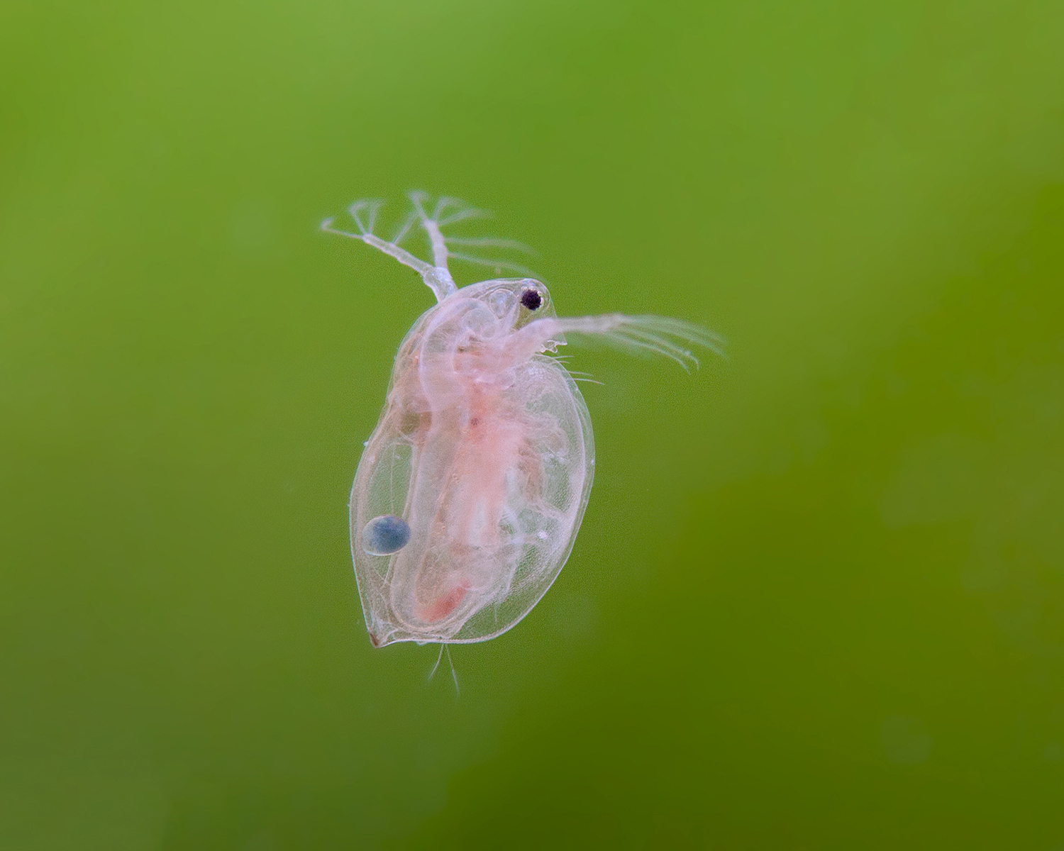Daphnia (Water Fleas) – 45 ml Live Fish Food