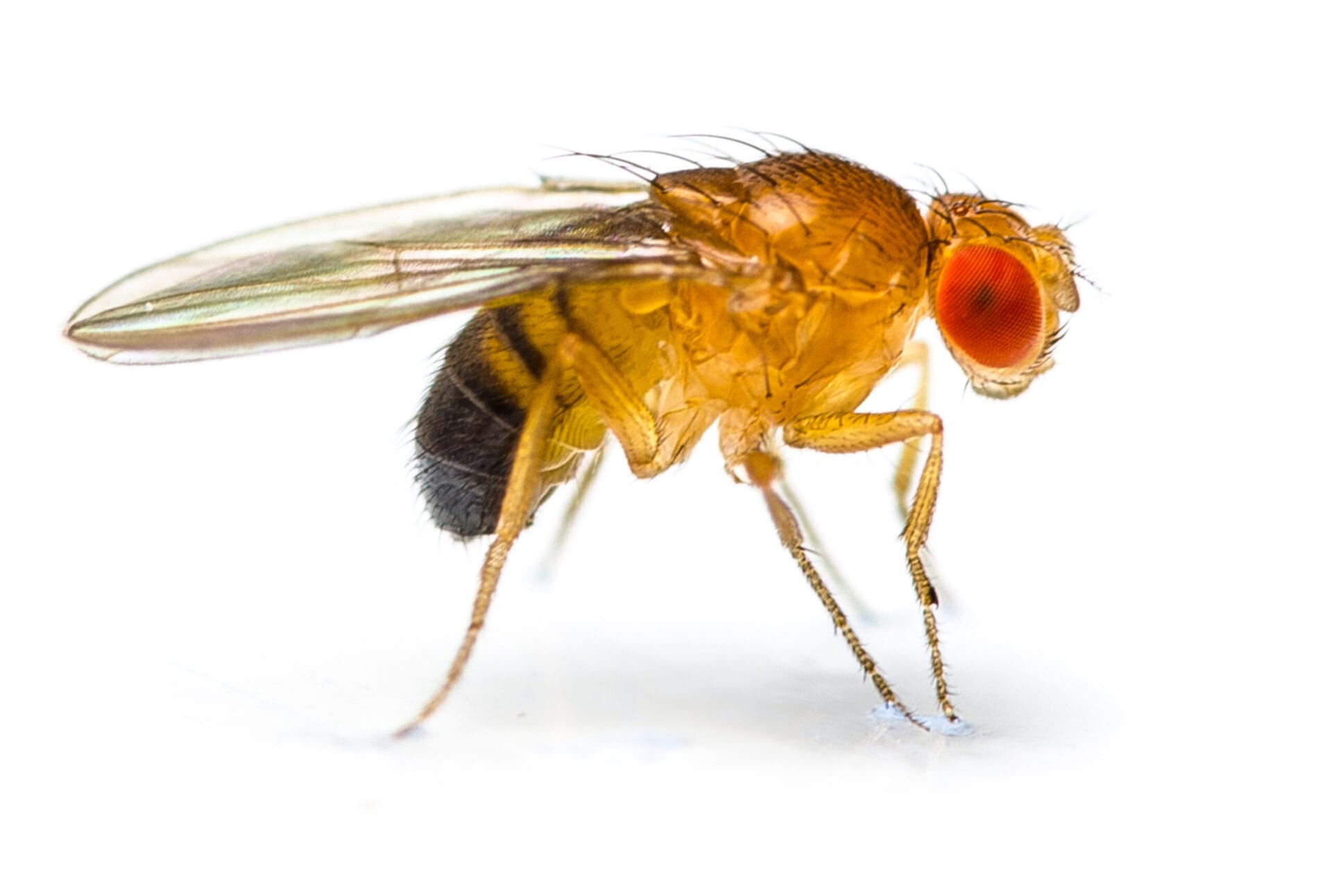 Stoffels Drosophila (Fruit Flies) - (500 ml)