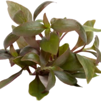Alternanthera reineckii ( Cardinalis )
